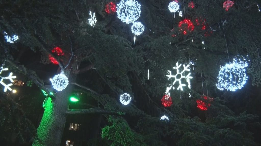 Димитровград грейна: Запалиха светлините на най-голямото живо коледно дърво в Европа