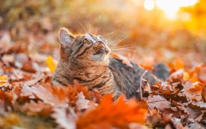 Затоплянето продължава: Температури до 18° преди рязка промяна и сняг в края на месеца