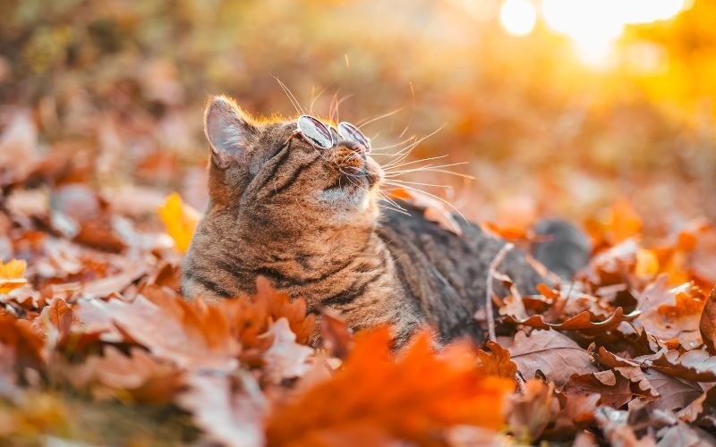 Затоплянето продължава: Температури до 18° преди рязка промяна и сняг в края на месеца