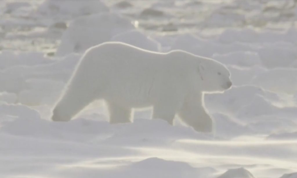 Природозащитници използват електрическо бъги и военен радар срещу климатичния срив на белите мечки