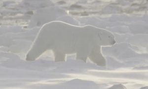 Природозащитници използват електрическо бъги и военен радар срещу климатичния срив на белите мечки