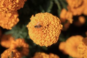 Апитерапия: Как терапията с пчелна отрова помага на пациенти с хронични кожни заболявания