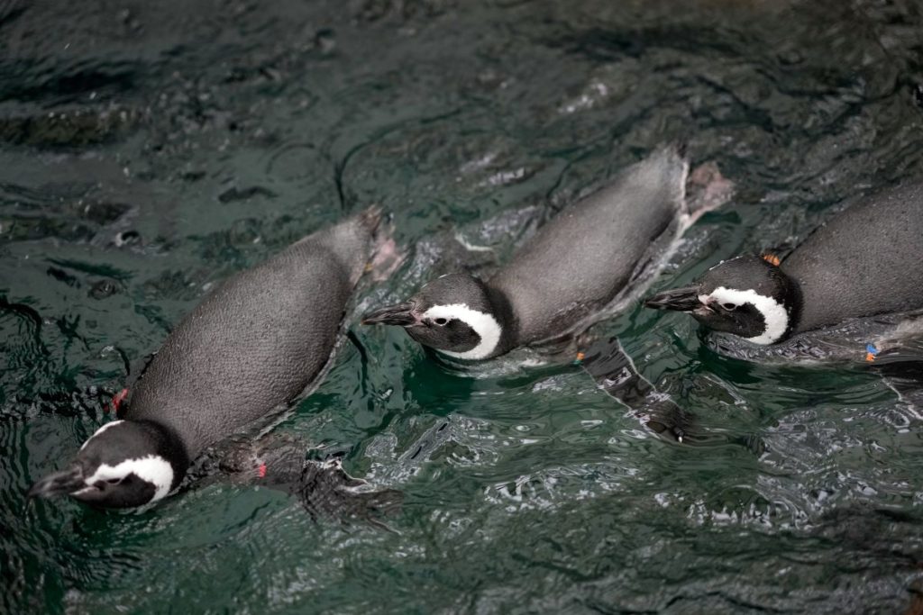 Океанариумът в Лисабон откри обновения хабитат „Южен океан“ за застрашените магеланови пингвини