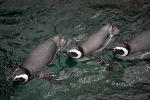 Океанариумът в Лисабон откри обновения хабитат „Южен океан“ за застрашените магеланови пингвини