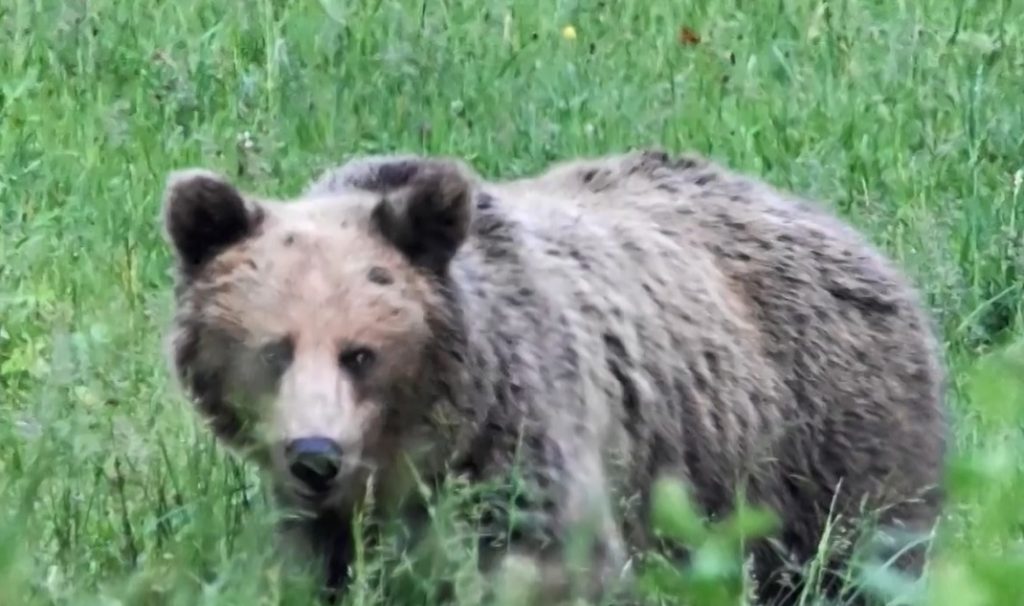 Екотуризмът с наблюдение на мечки в Смолянско – възможност за доходи и повод за напрежение