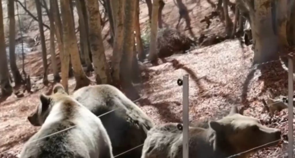 Набези на хищници в Гърция: Мечки, вълци и диви свине тероризират планински села