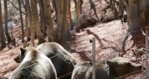 Набези на хищници в Гърция: Мечки, вълци и диви свине тероризират планински села