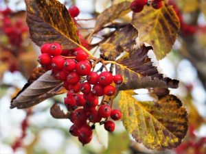 Студен атмосферен фронт носи дъжд и понижение на температурите: Жълт код в Южна България