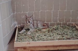 Историческо събитие: Бенгалско тигърче се роди в Зоопарка в Стара Загора