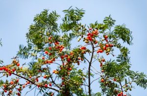 Китай връща над 300 вида застрашени растения в природата, защитава 80% от дивите видове