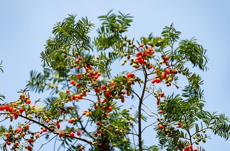 Китай връща над 300 вида застрашени растения в природата, защитава 80% от дивите видове