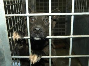 Община Тунджа стартира коледна кампания за осиновяване на кучета от приюта в Роза