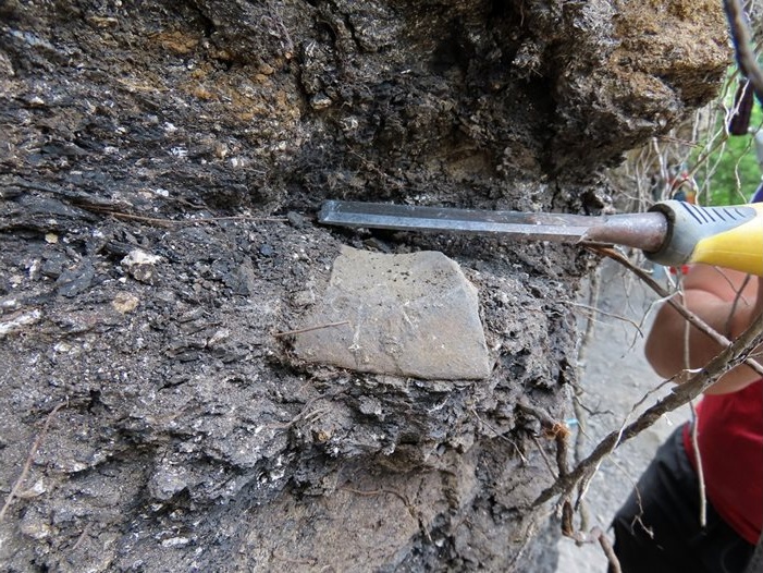 Франция върна на Монголия ценни вкаменелости на динозаври