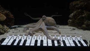 Невероятно: Шведски музикант научи октопод да свири на пиано