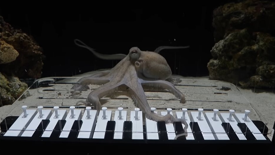 Невероятно: Шведски музикант научи октопод да свири на пиано