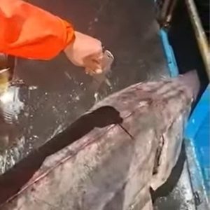 Рибари уловиха гигантска есетра край Бяла, върнаха я в морето