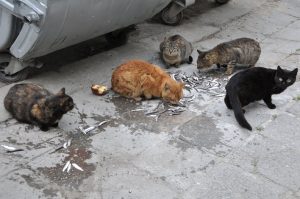 Мъркането е уникална "визитка" за всяка котка, разкриват учени