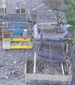 Екоинспектори освободиха защитени птици от Руския пазар в Пловдив