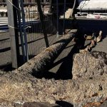 Разгадана ли е мистерията на гигантската котва от XIX век край Царево?