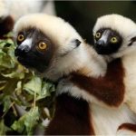 Над 16 000 нови вида откриват учените годишно – рекордни темпове, въпреки опасенията за биоразнообразие