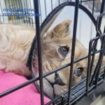 Руската прокуратура разследва жестоко малтретиране на лъвче в апартамент