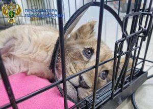 Руската прокуратура разследва жестоко малтретиране на лъвче в апартамент