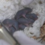 Космическа мишка роди здраво потомство след мисия на китайската станция