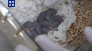 Космическа мишка роди здраво потомство след мисия на китайската станция