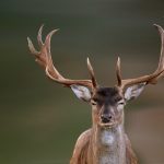 Словашки депутат катастрофира с елен, засечен е с алкохол