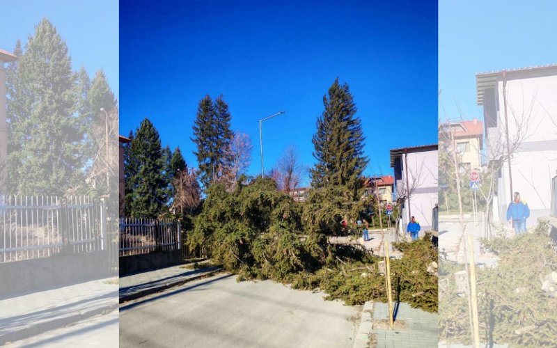 Оранжев код: Бурен вятър изкорени десетки дървета в Югозападна България