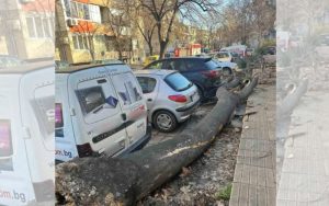 Паднало дърво нанесе щети на два автомобила в Сопот