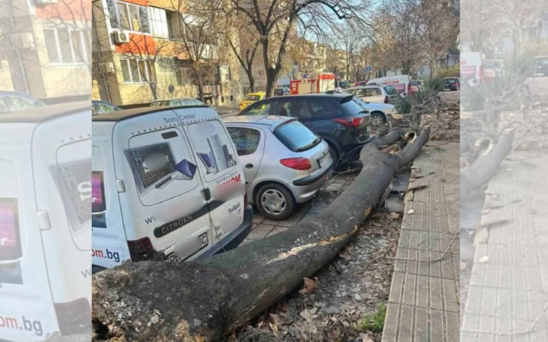 Паднало дърво нанесе щети на два автомобила в Сопот