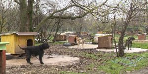 Деца четат приказки на кучета от приюта в Русе, насърчавайки осиновяването