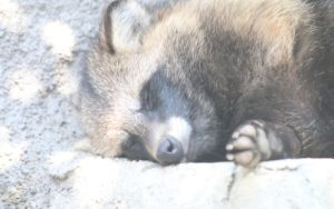 Енот се почерпи с уиски и припадна в тоалетна на магазин в САЩ