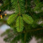 Живата елха в саксия: Устойчивият избор за Коледа с аромат и грижа за природата