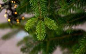 Живата елха в саксия: Устойчивият избор за Коледа с аромат и грижа за природата