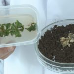 Учени разгадават тайната на родопския силивряк за сухоустойчиви култури