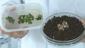 Учени разгадават тайната на родопския силивряк за сухоустойчиви култури