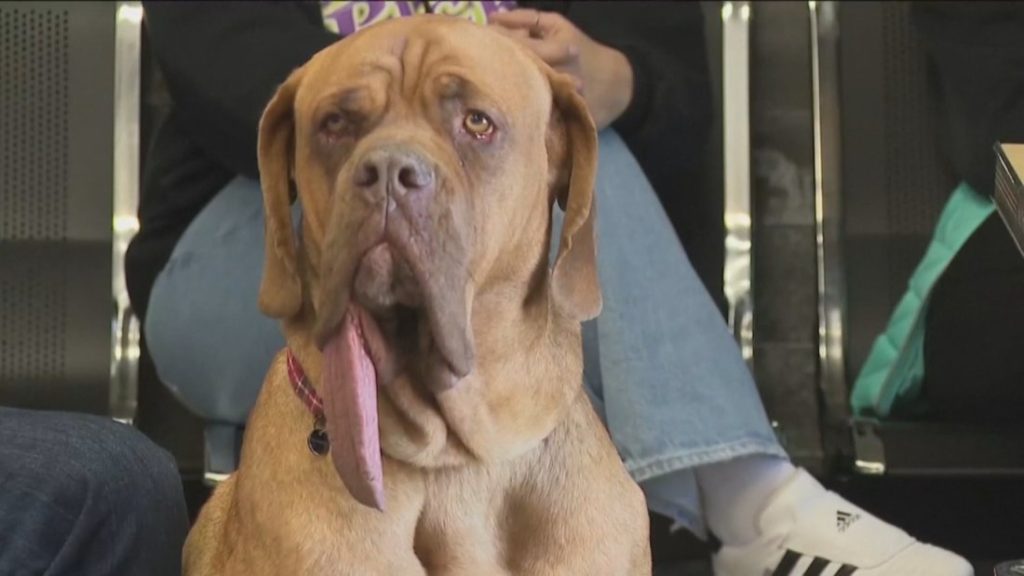 Нов световен рекорд: Ози е кучето с най-дълъг език в света