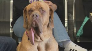 Нов световен рекорд: Ози е кучето с най-дълъг език в света