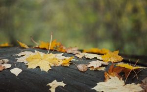 Облачно време и слаби превалявания очакват студентите за 8 декември