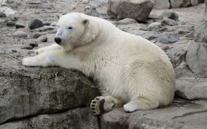 Рядък случай в Арктика: Полярна мечка осинови чуждо мече