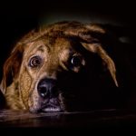 Призив за празници без пиротехника: Фойерверките стресират животни и хора