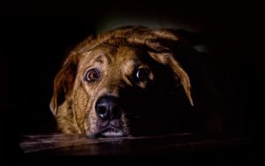 Призив за празници без пиротехника: Фойерверките стресират животни и хора