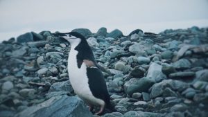 Признание за БНТ: "Едно ледено лято" избран за международната програма Planeta.doc