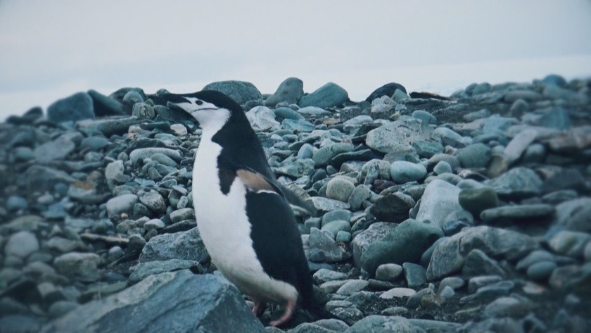 Признание за БНТ: "Едно ледено лято" избран за международната програма Planeta.doc