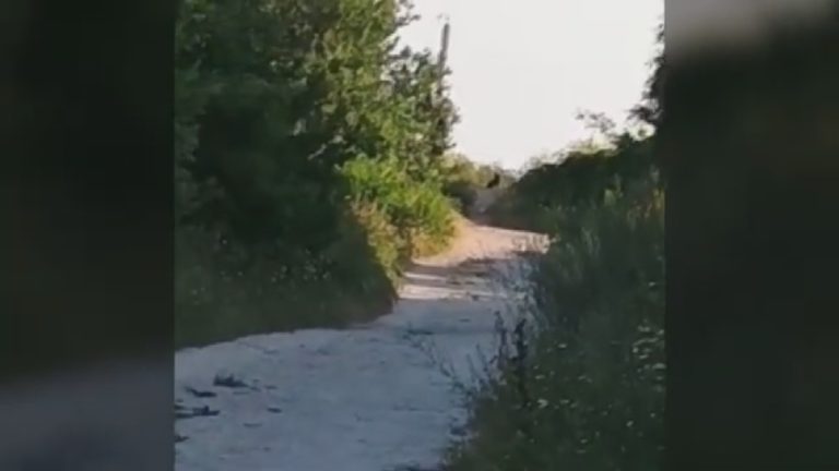 Мистериозна пантера държи България в напрежение през 2025 г. Мистериозна пантера държи България в напрежение през 2025 г.
