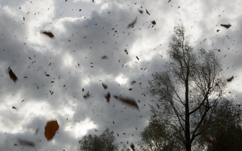 Шест аварийни екипа работят в София заради силния вятър, оранжев код в 12 области