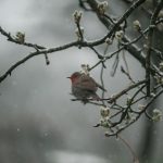 Оранжев код за бурен вятър в Северозападна и Югозападна България, очакват се и снежни виелици
