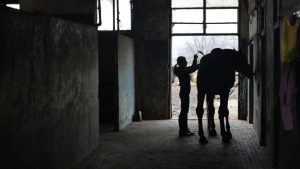 11 полицейски коня продадени на търг след дългогодишна служба